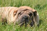 SHAR-PEI 923